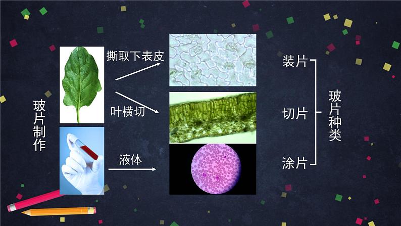 人教版（新课标）七年级生物上册：2.1《细胞是生命活动的基本单位》章节综合与测试（课件+教案+练习）04