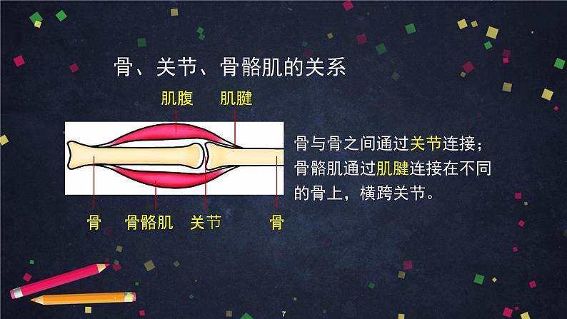 人教版（新课标）七年级生物下册：4.6《人体生命活动的调节》专题复习-课件+教案+练习07