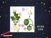 人教版（新课标）七年级生物上册：第三单元《生物圈中的绿色植物》章节综合与测试（课件+教案+练习）
