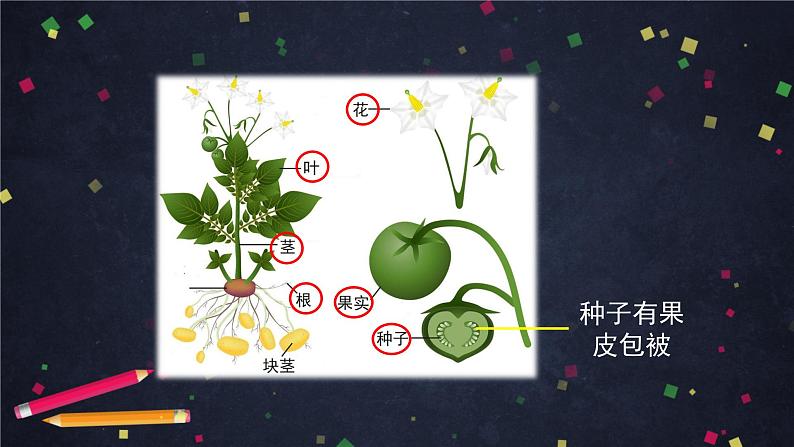 专题三生物圈中的绿色植物-生物圈中的绿色植物综合复习-（2）课件第5页
