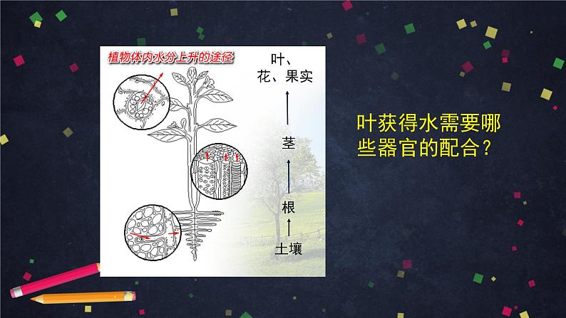 人教版（新课标）七年级生物上册：第二单元《生物体的结构层次》章节综合与测试（课件+教案+练习）05