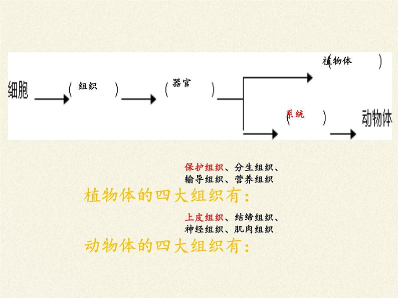 细胞分化形成组织PPT课件免费下载04