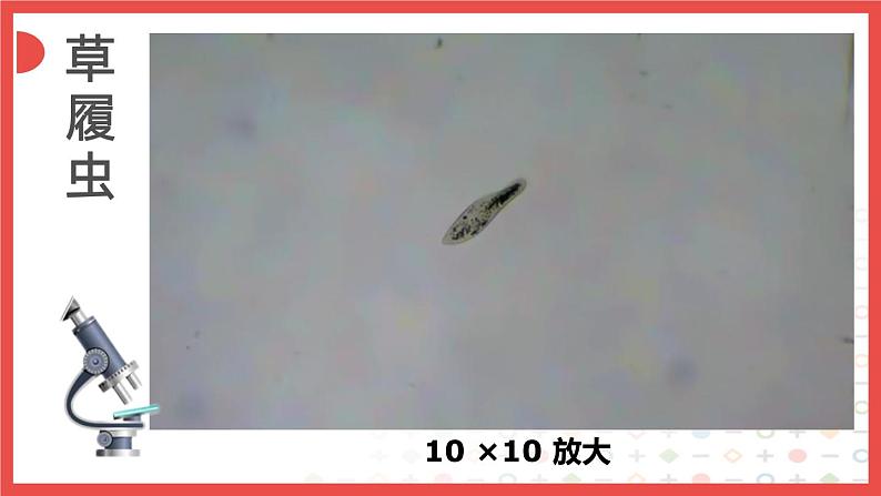 北师大版生物七年级上册 3.2 单细胞生物——细胞是生命活动的基本单位（课件）第2页