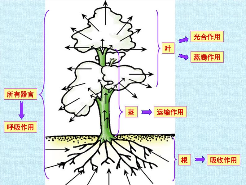 绿色植物在生物圈中的作用PPT课件免费下载03