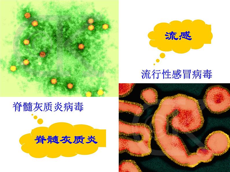 上海版八年级上册生物  3.2.1 常见传染病及其预防 课件   (共26张PPT)07