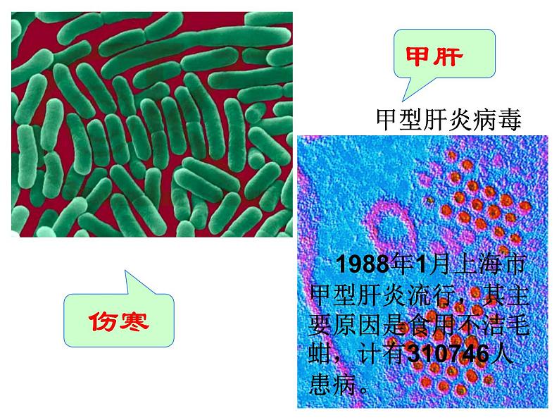 上海版八年级上册生物  3.2.1 常见传染病及其预防 课件   (共26张PPT)08