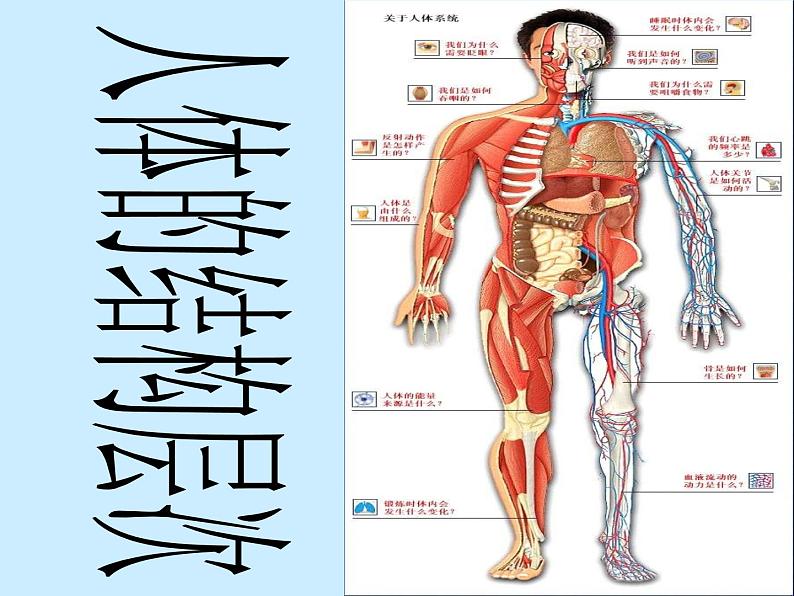 上海版八年级上册生物  1.1.6 器官是由什么构成的（2）人体主要器官的结构和功能 课件   (共21张PPT)第1页