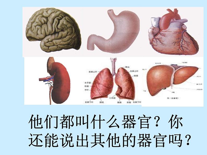 上海版八年级上册生物  1.1.6 器官是由什么构成的（2）人体主要器官的结构和功能 课件   (共21张PPT)第2页