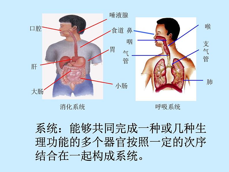 上海版八年级上册生物  1.1.6 器官是由什么构成的（2）人体主要器官的结构和功能 课件   (共21张PPT)第6页