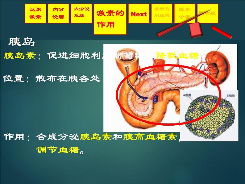 上海版八年级上册生物  2.2.4 激素的释放的怎样控制的（1） 课件   (共36张PPT)05