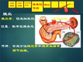 上海版八年级上册生物  2.2.4 激素的释放的怎样控制的（1） 课件   (共36张PPT)