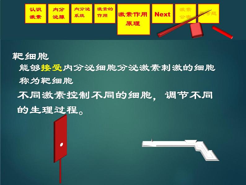 上海版八年级上册生物  2.2.4 激素的释放的怎样控制的（1） 课件   (共36张PPT)08