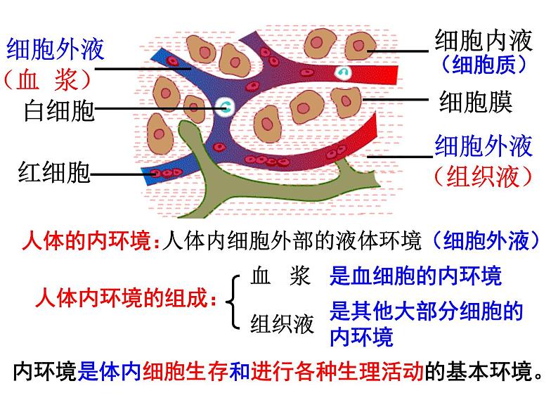 上海版八年级上册生物  1.1.2 人体的内环境 课件   (共16张PPT)第2页