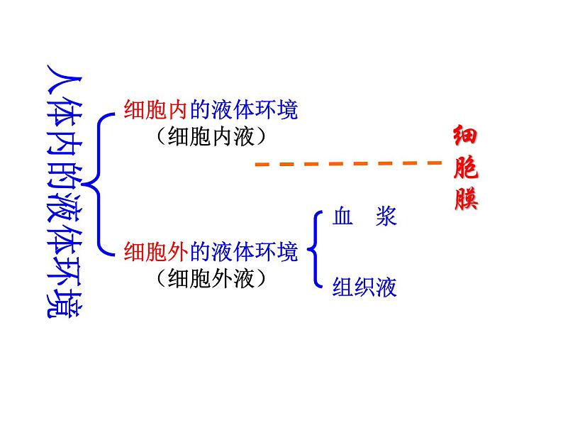 上海版八年级上册生物  1.1.2 人体的内环境 课件   (共16张PPT)第3页