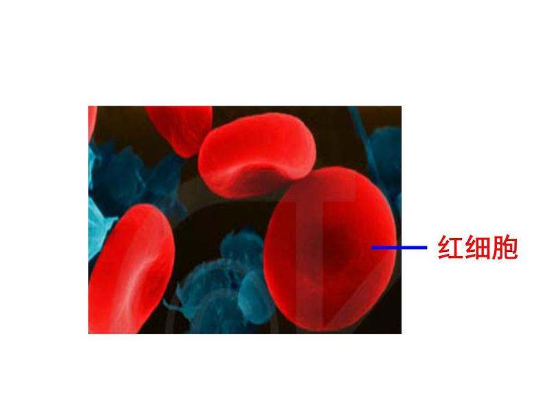 上海版八年级上册生物  1.1.2 人体的内环境 课件   (共16张PPT)第7页