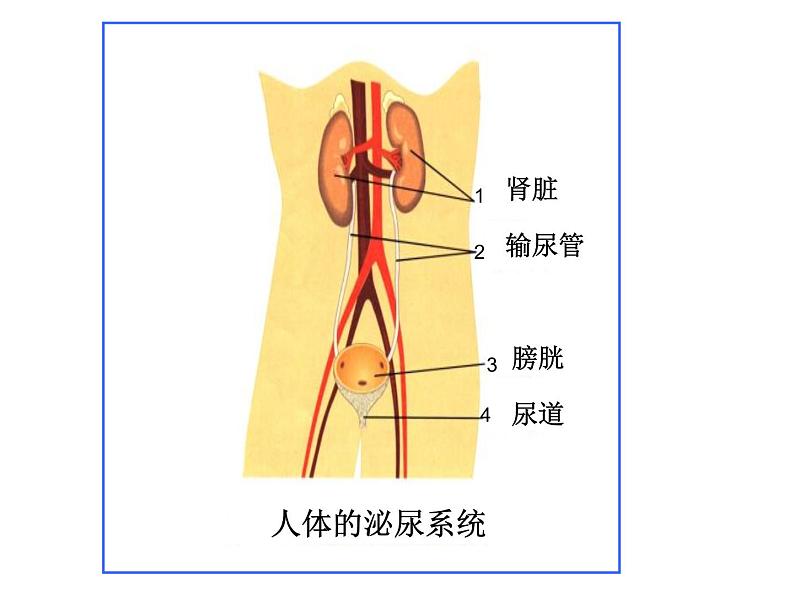 上海版八年级上册生物  1.2.7 泌尿系统是如何维持内环境稳定的 课件   (共17张PPT)第4页