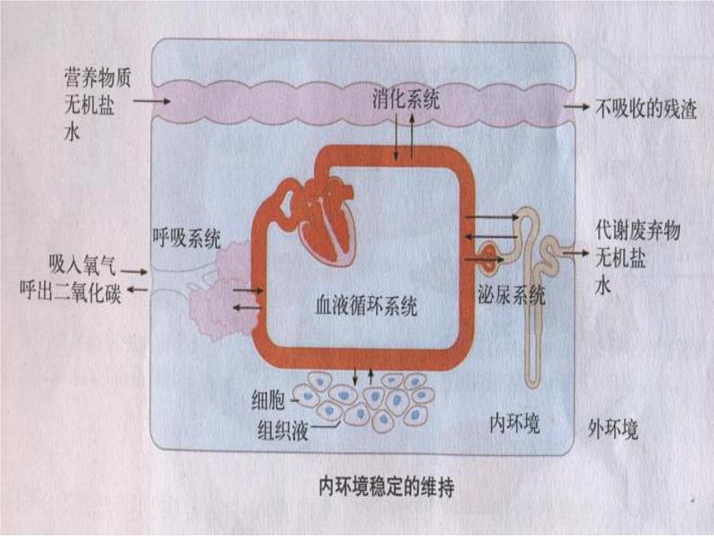 上海版八年级上册生物  1.2.7 泌尿系统是如何维持内环境稳定的 课件   (共17张PPT)第5页