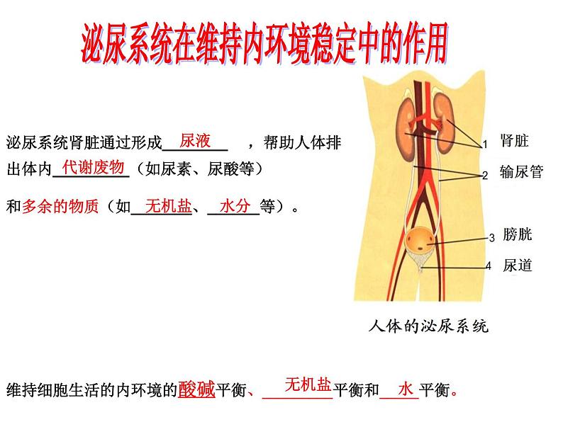 上海版八年级上册生物  1.2.7 泌尿系统是如何维持内环境稳定的 课件   (共17张PPT)第6页