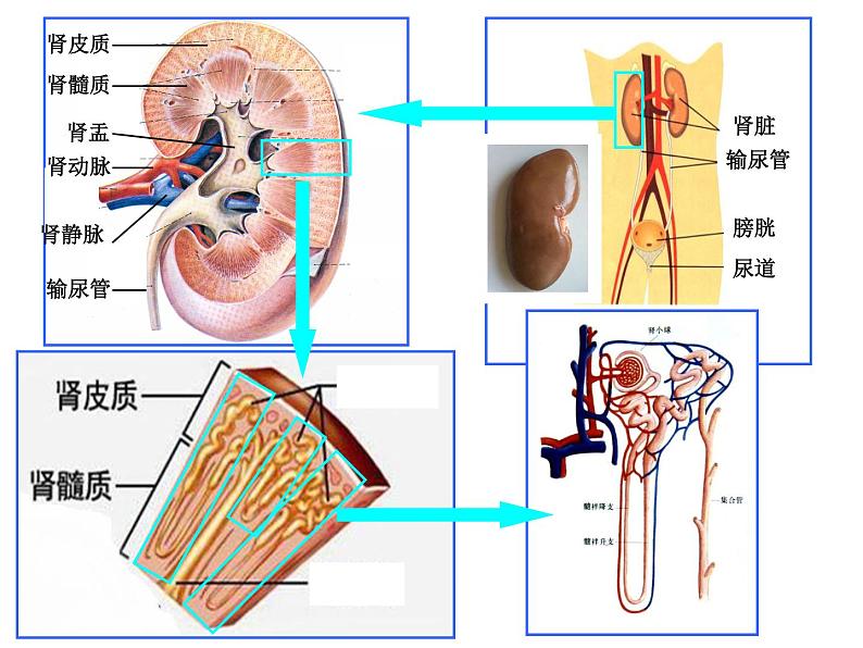 上海版八年级上册生物  1.2.7 泌尿系统是如何维持内环境稳定的 课件   (共17张PPT)第7页