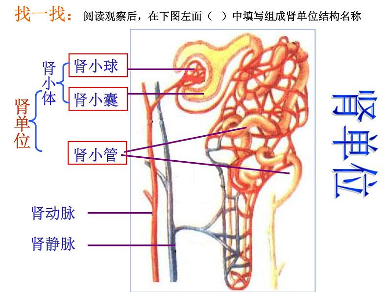 上海版八年级上册生物  1.2.7 泌尿系统是如何维持内环境稳定的 课件   (共17张PPT)第8页