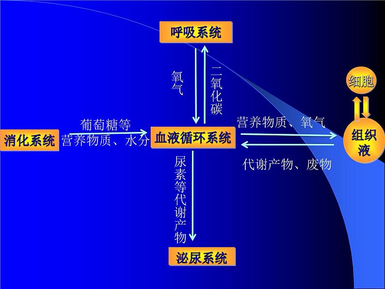 上海版八年级上册生物  1.2.7 泌尿系统是如何维持内环境稳定的 课件   (共18张PPT)第2页