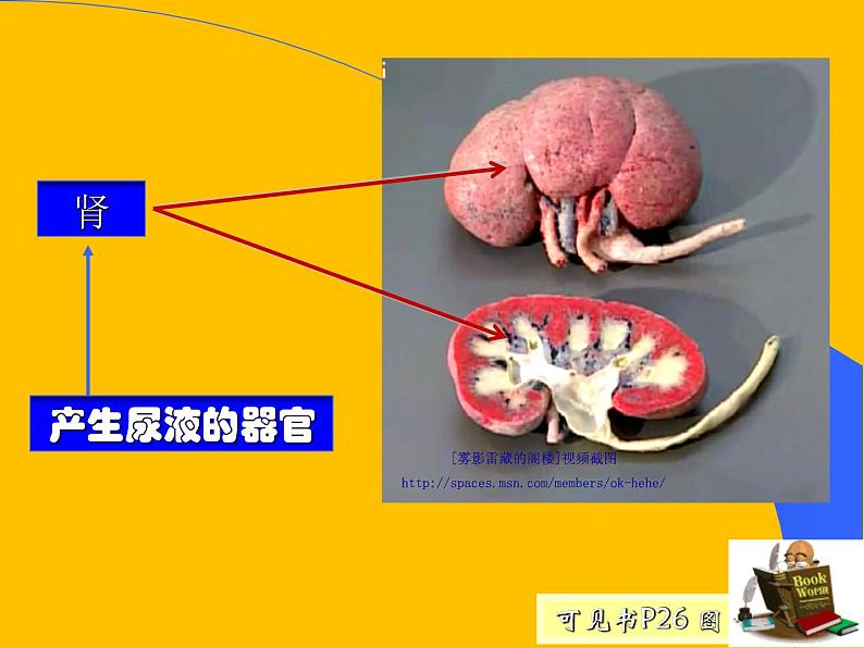 上海版八年级上册生物  1.2.7 泌尿系统是如何维持内环境稳定的 课件   (共18张PPT)第4页