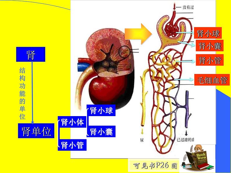 上海版八年级上册生物  1.2.7 泌尿系统是如何维持内环境稳定的 课件   (共18张PPT)第5页