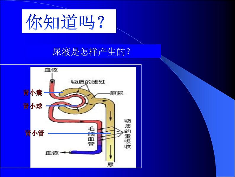 上海版八年级上册生物  1.2.7 泌尿系统是如何维持内环境稳定的 课件   (共18张PPT)第7页