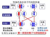 性别和性别决定PPT课件免费下载
