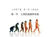 4.1.1 人类的起源和发展 课件+教案+练习  人教版七年级生物下册