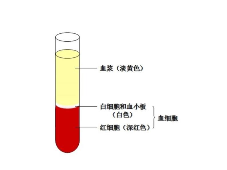 4.4.1 流动的组织——血液 课件+教案+练习  人教版七年级生物下册06