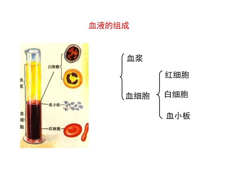 4.4.1 流动的组织——血液 课件+教案+练习  人教版七年级生物下册07