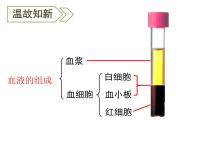 初中生物人教版 (新课标)七年级下册第二节 血流的管道──血管一等奖课件ppt