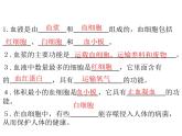 4.4.2 血流的管道——血管 课件+教案+练习  人教版七年级生物下册