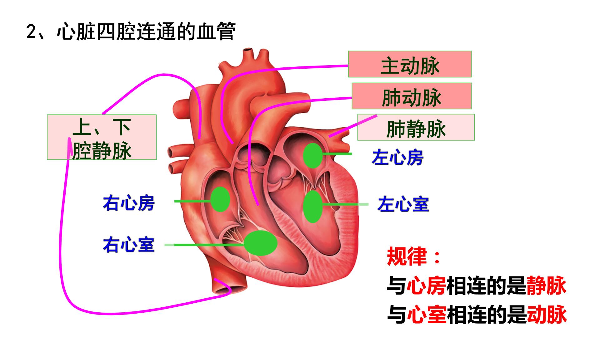 七年级下册生物心脏图图片