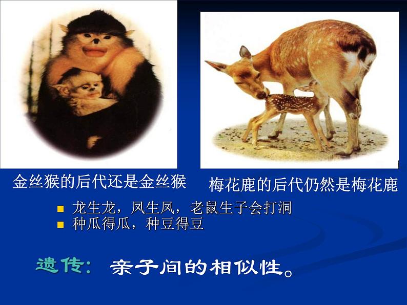 人教版八年级下册 生物：7.2.1 基因控制生物的性状 课件第2页