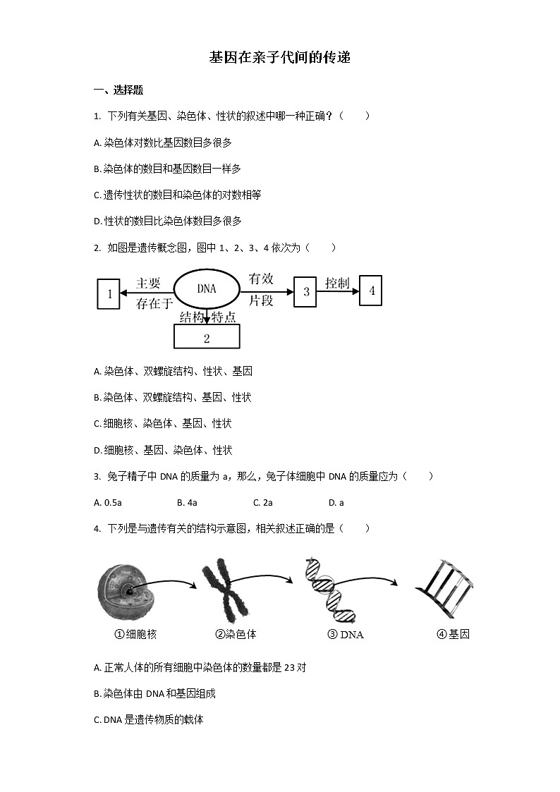 人教版生物八年级下册 7.2.2 基因在亲子代间的传递 课后练习（解析版）01