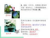 绿色植物的光合作用PPT课件免费下载