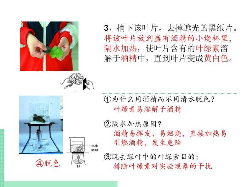 绿色植物的光合作用PPT课件免费下载06