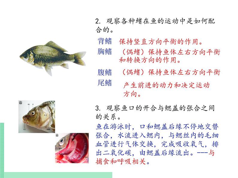 脊椎动物的主要类群PPT课件免费下载06