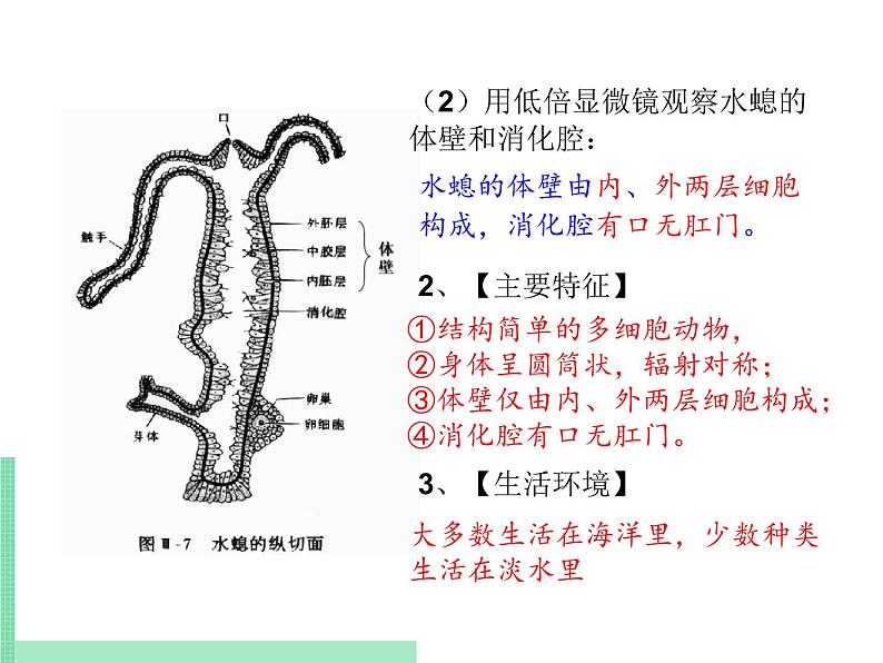 无脊椎动物的主要类群PPT课件免费下载06