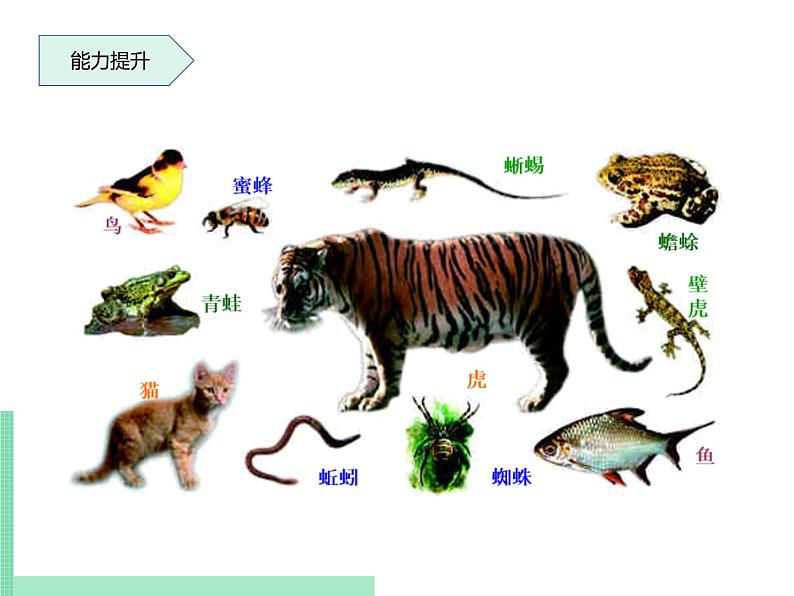 生物的分类方法PPT课件免费下载08