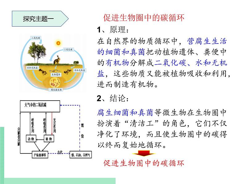 微生物在生物圈中的作用PPT课件免费下载04