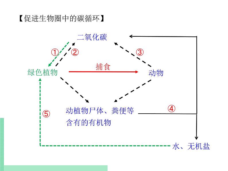 微生物在生物圈中的作用PPT课件免费下载05