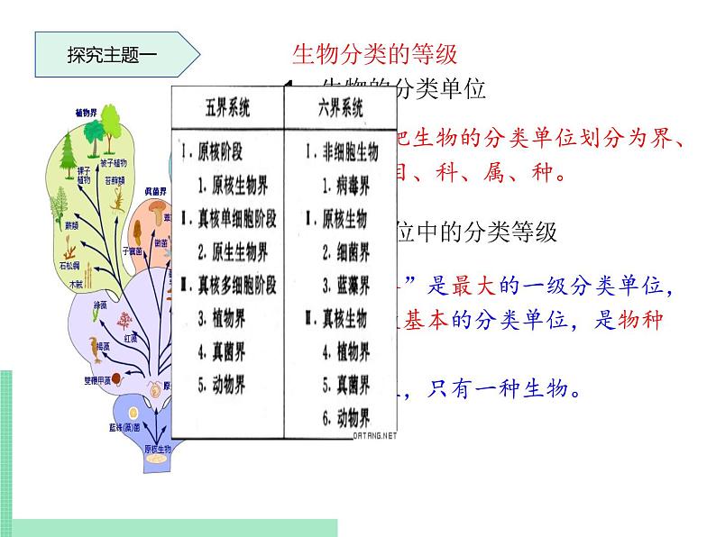 2.4.2  生物的分类单位 课件 初中生物济南版 七年级上册（2021年）第4页