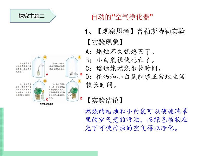 绿色植物在生物圈中的作用PPT课件免费下载07