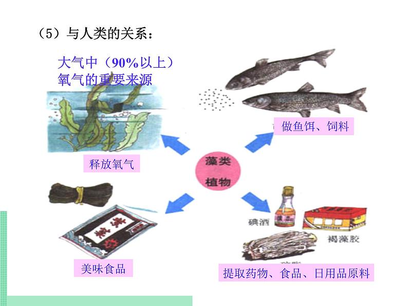 2.1.1 绿色植物的主要类群 课件 初中生物济南版 七年级上册（2021年）第5页