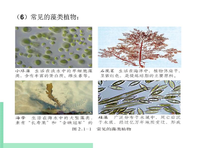 2.1.1 绿色植物的主要类群 课件 初中生物济南版 七年级上册（2021年）第6页