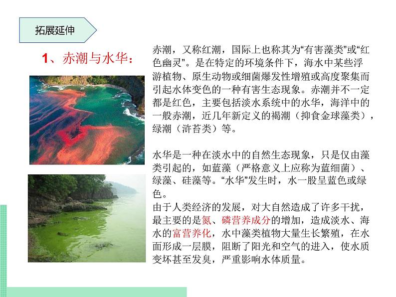 2.1.1 绿色植物的主要类群 课件 初中生物济南版 七年级上册（2021年）第7页