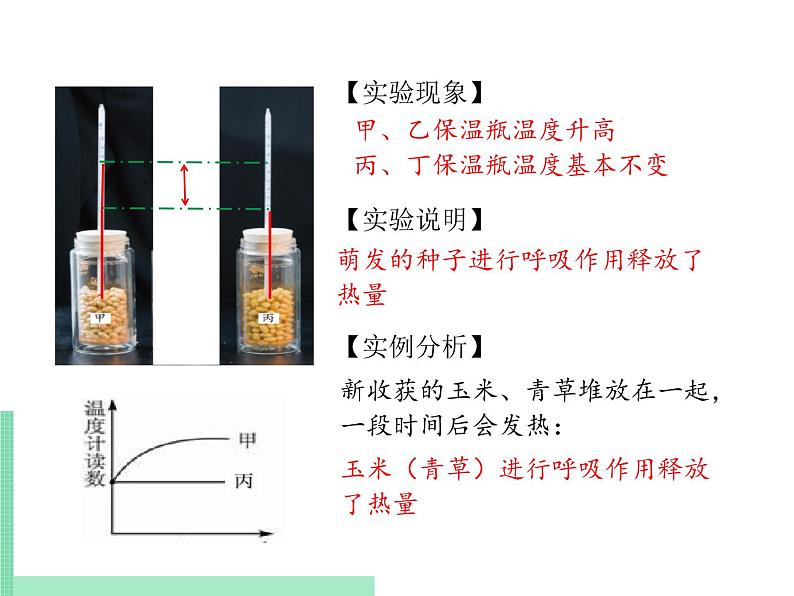 绿色植物的呼吸作用PPT课件免费下载06